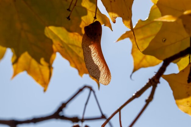 Feuillage des arbres en parc pendant la saison d'automne