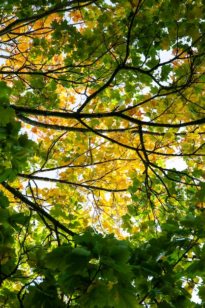 Feuillage des arbres en parc pendant la saison d'automne