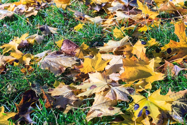 Feuillage d'automne des arbres