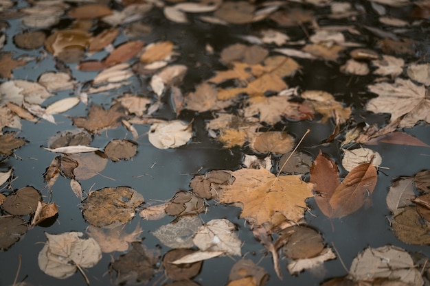 Feuillage d'automne beige flottant dans les eaux froides de l'étang dans le pays nuageux triste jour d'automne fu...