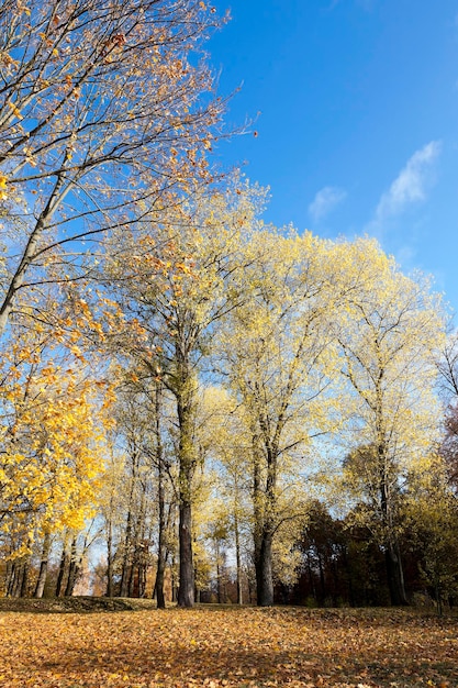 Feuillage d'automne le ciel