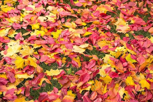 Feuillage d'automne coloré sur l'herbe