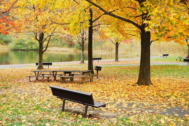 Feuillage d'automne dans le parc au bord du lac