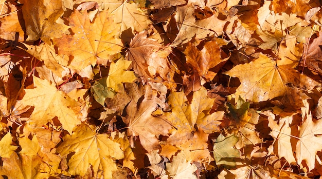 Feuillage d'automne doré et rouge couvre le sol