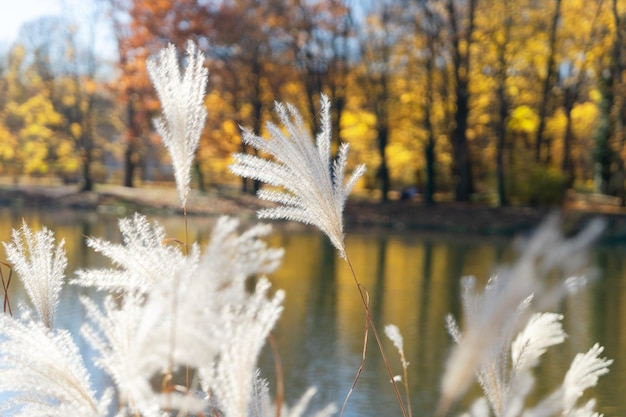 Photo feuillage d'automne éclatant