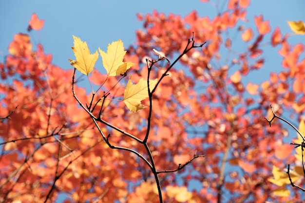 Feuillage d'automne sur un fond de ciel bleu