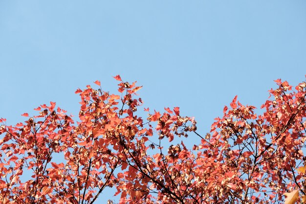 Feuillage d'automne sur un fond de ciel bleu