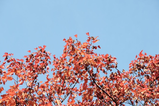 Feuillage d'automne sur un fond de ciel bleu