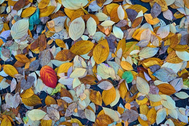 Feuillage d'automne hétéroclite au sol