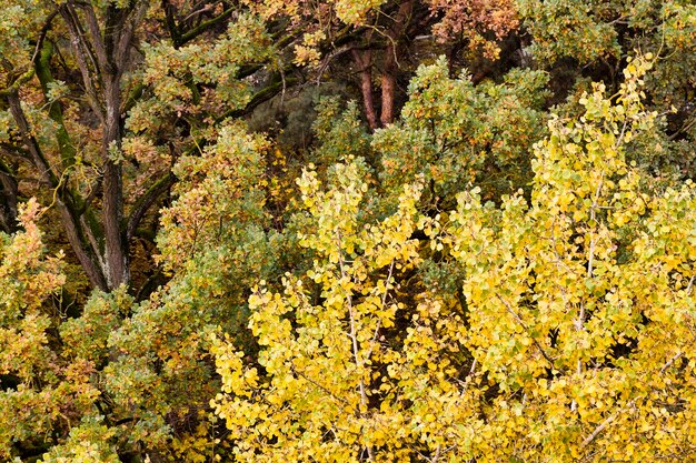 feuillage d'automne jauni dans la forêt