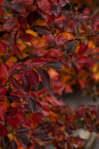 Photo feuillage d'automne rouge