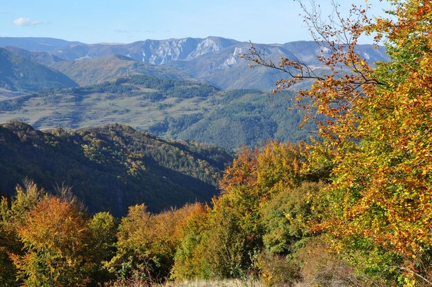 Le feuillage d'automne