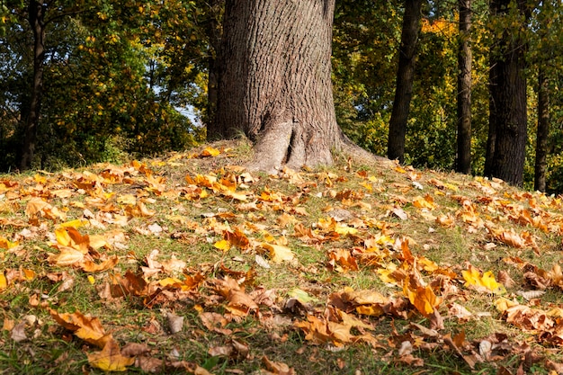 feuillage en automne