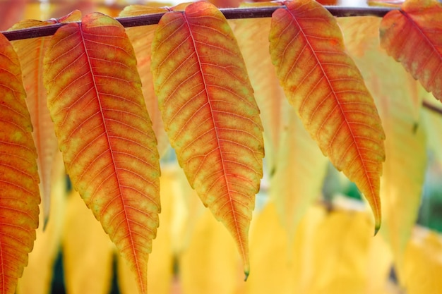 feuillage d&#39;automne