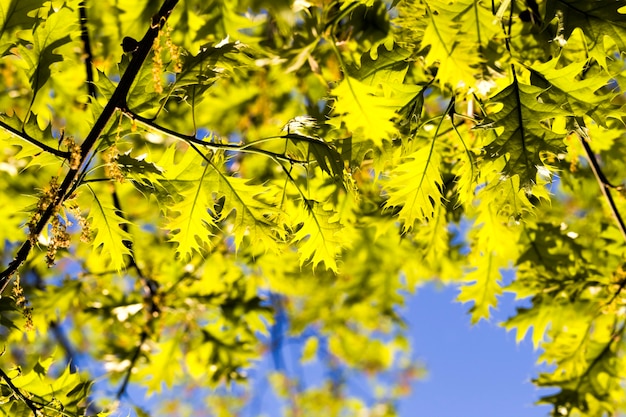 Feuillage de chêne au printemps