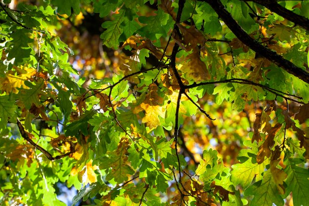 Feuillage de chêne jaunissant en automne lors de la chute des feuilles