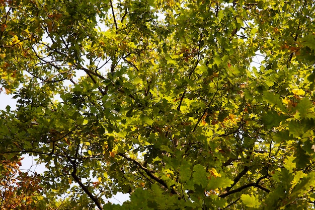 Feuillage de chêne jaunissant en automne lors de la chute des feuilles