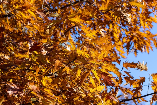 Feuillage de chêne orange gros plan