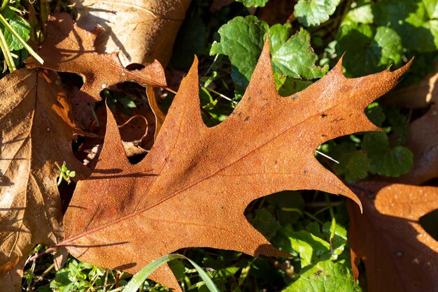 Feuillage de chêne sec orange en automne