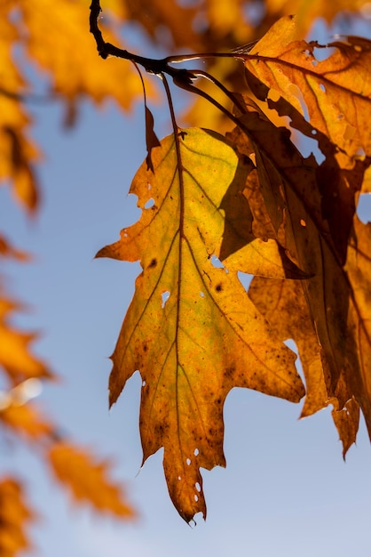 Feuillage de chêne sec orange en automne