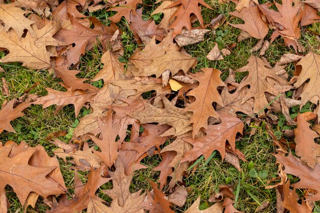 Feuillage de chêne tombé en automne