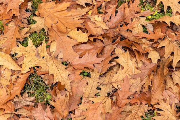 Feuillage de chêne tombé en automne