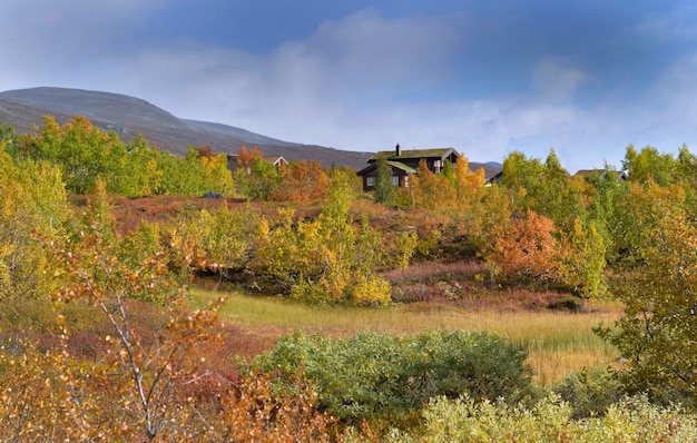 Feuillage coloré d'arbre avec un toit vert d'une maison typique en Norvège