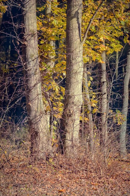 Feuillage coloré en automne Feuilles colorées dans le parc en automne