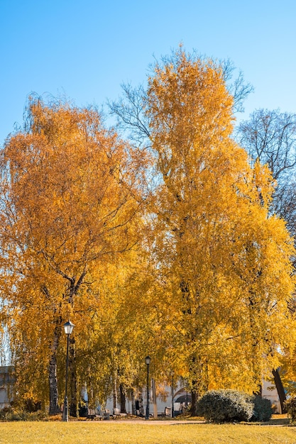 Feuillage coloré dans le parc en automne