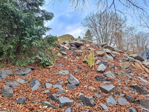 Le feuillage coloré les rochers les arbres le ciel l'eau et divers sujets comme les plantes prague