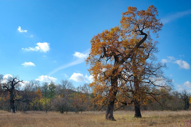 Feuillage de couleur Aumnal de chêne parc national de l'Ukraine