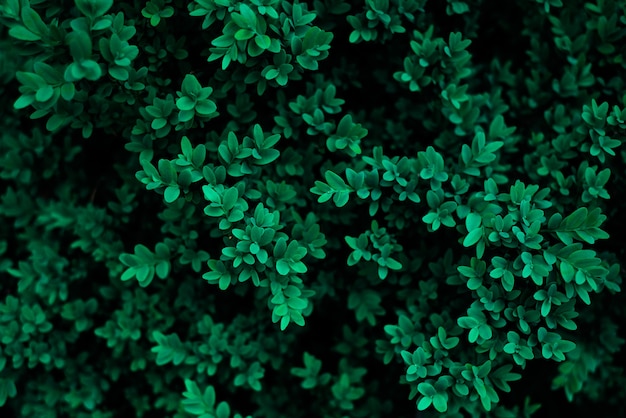 Feuillage de couleur verte Tidewater avec rosée fraîche sur le fond des feuilles