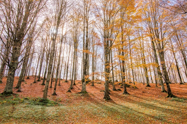 Feuillage dans le parc national Monti Simbruini, Latium, Italie. Couleurs d'automne dans un bois de hêtre. Hêtres aux feuilles jaunes.