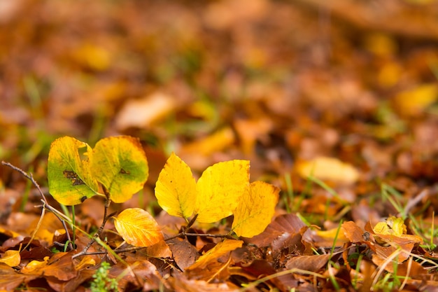 Feuillage dans le parc national Monti Simbruini, Latium, Italie. Couleurs d'automne dans un bois de hêtre. Hêtres aux feuilles jaunes.