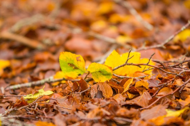 Feuillage dans le parc national des Monti Simbruini Latium Italie Couleurs d'automne dans un hêtre Hêtres à feuilles jaunes