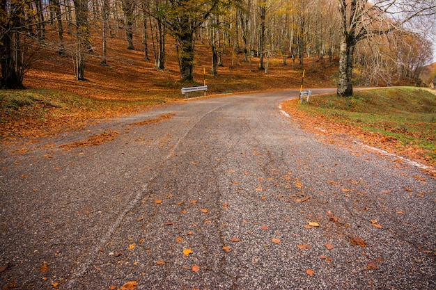 Feuillage dans le parc national de Monti Simbruini, Latium, Italie. Une route à travers les bois. Couleurs d'automne dans un bois de hêtre. Hêtres à feuilles jaunes.