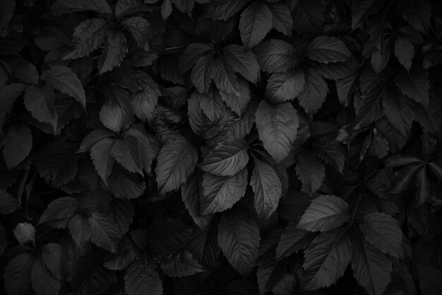 Photo feuillage dense de fond naturel noir et blanc