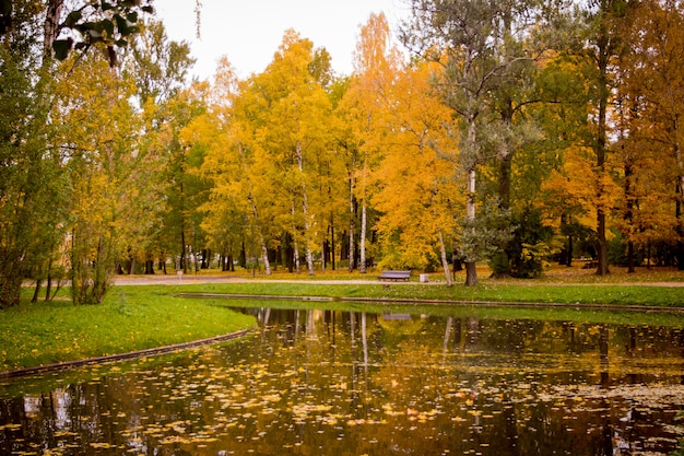 Feuillage doré du parc en automne