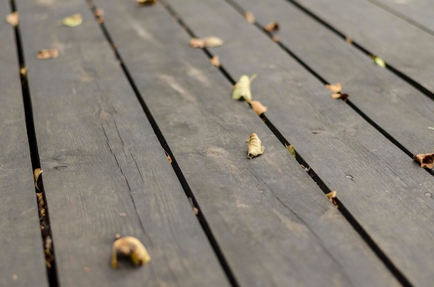 Feuillage épars sur planches brunes