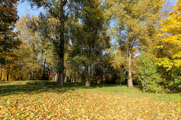 Feuillage d'érable en automne