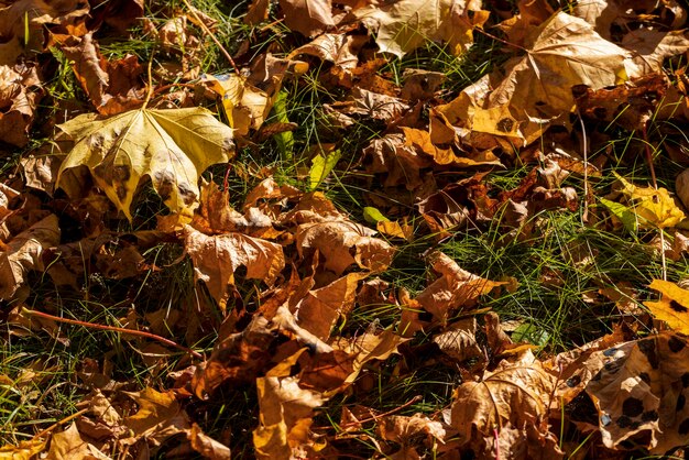 Feuillage d'érable coloré en automne