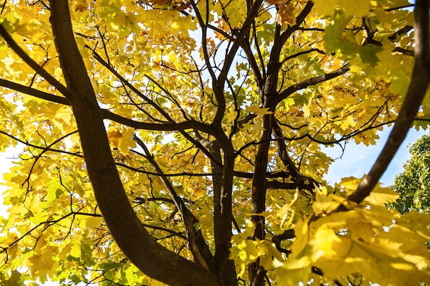 Feuillage d'érable de couleur jaune vif et saturé sur l'arbre.