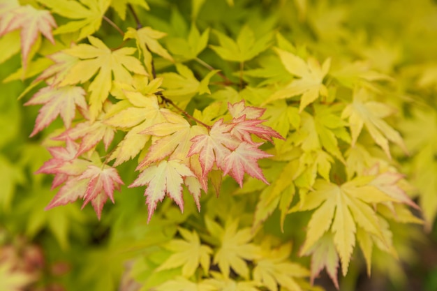 Feuillage d'érable. Le feuillage de l'érable japonais de couleur jaune-vert avec monture rose sur certaines feuilles.