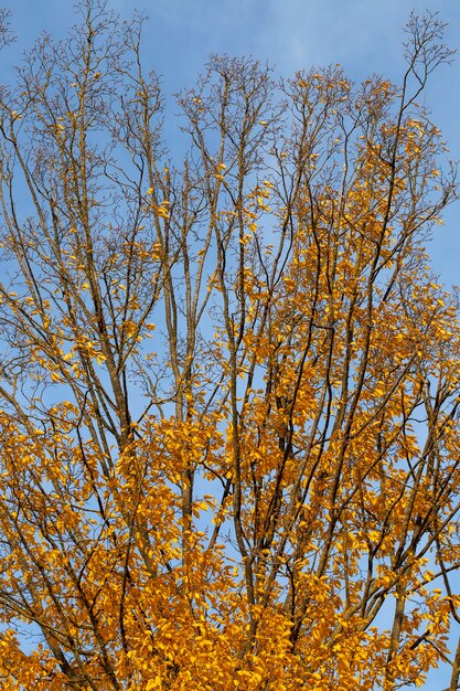 Feuillage d'érable jauni sur les arbres en automne