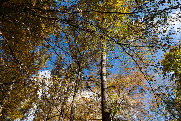 Feuillage d'érable jauni sur les arbres en automne