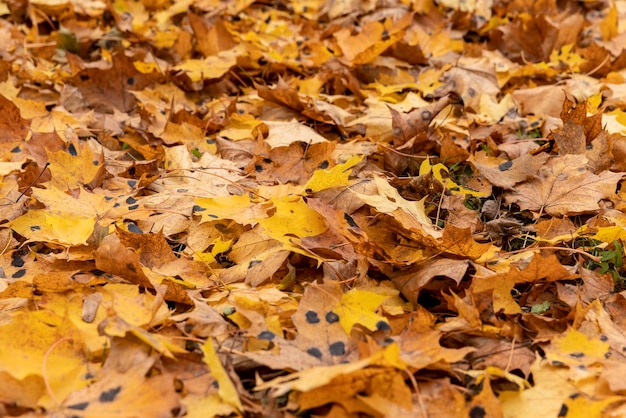 Feuillage d'érable orange au sol pendant la chute des feuilles