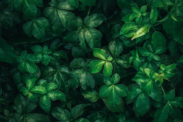 Photo le feuillage des feuilles tropicales en vert foncé avec de l'eau de pluie tombent sur la texture, fond abstrait nature.