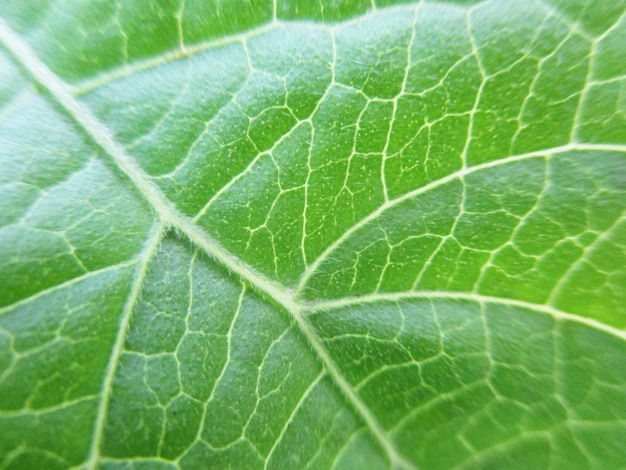 feuillage, feuilles vertes fruits et fleurs