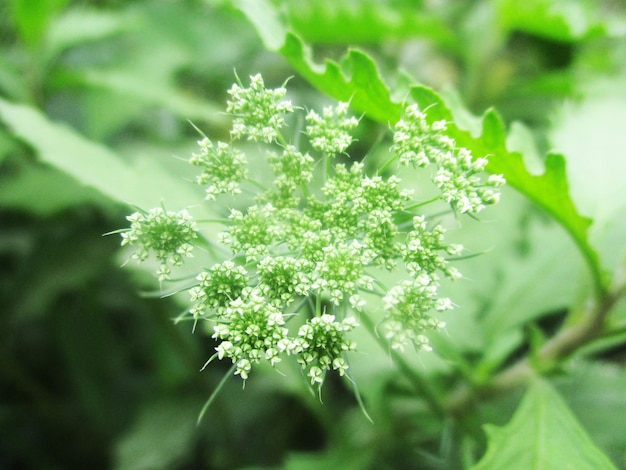 feuillage, feuilles vertes fruits et fleurs