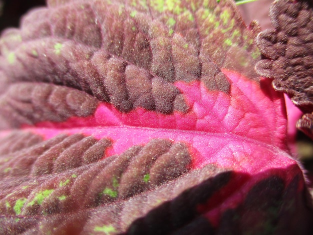 feuillage, feuilles vertes fruits et fleurs